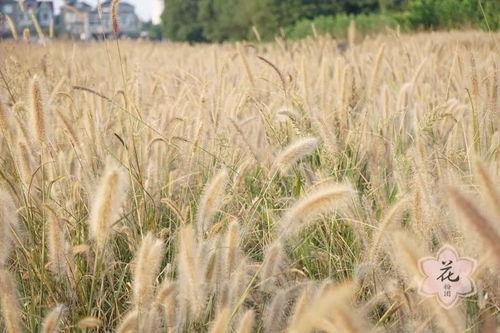 网红小草,绿意盎然，网络风生水起