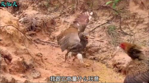 搞笑母鸡视频,欢乐鸡群闹翻天